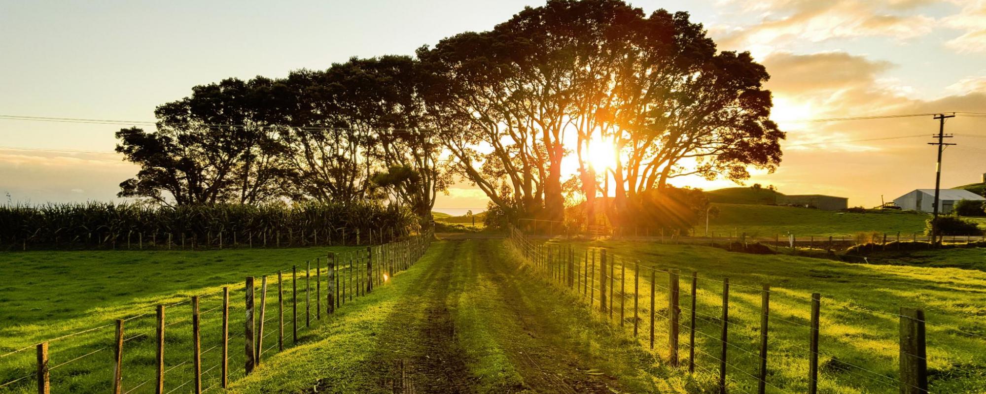 sunlight shining through trees at the end of a fenced driveway